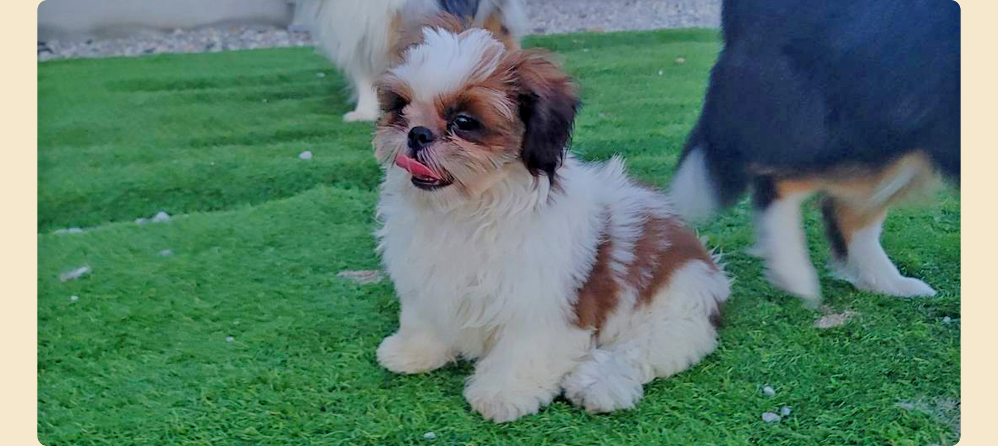 優しさに包まれて育ったわんちゃんたちと、新しい毎日を