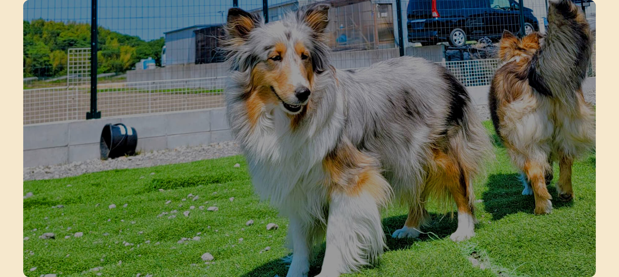 優しさに包まれて育ったわんちゃんたちと、新しい毎日を