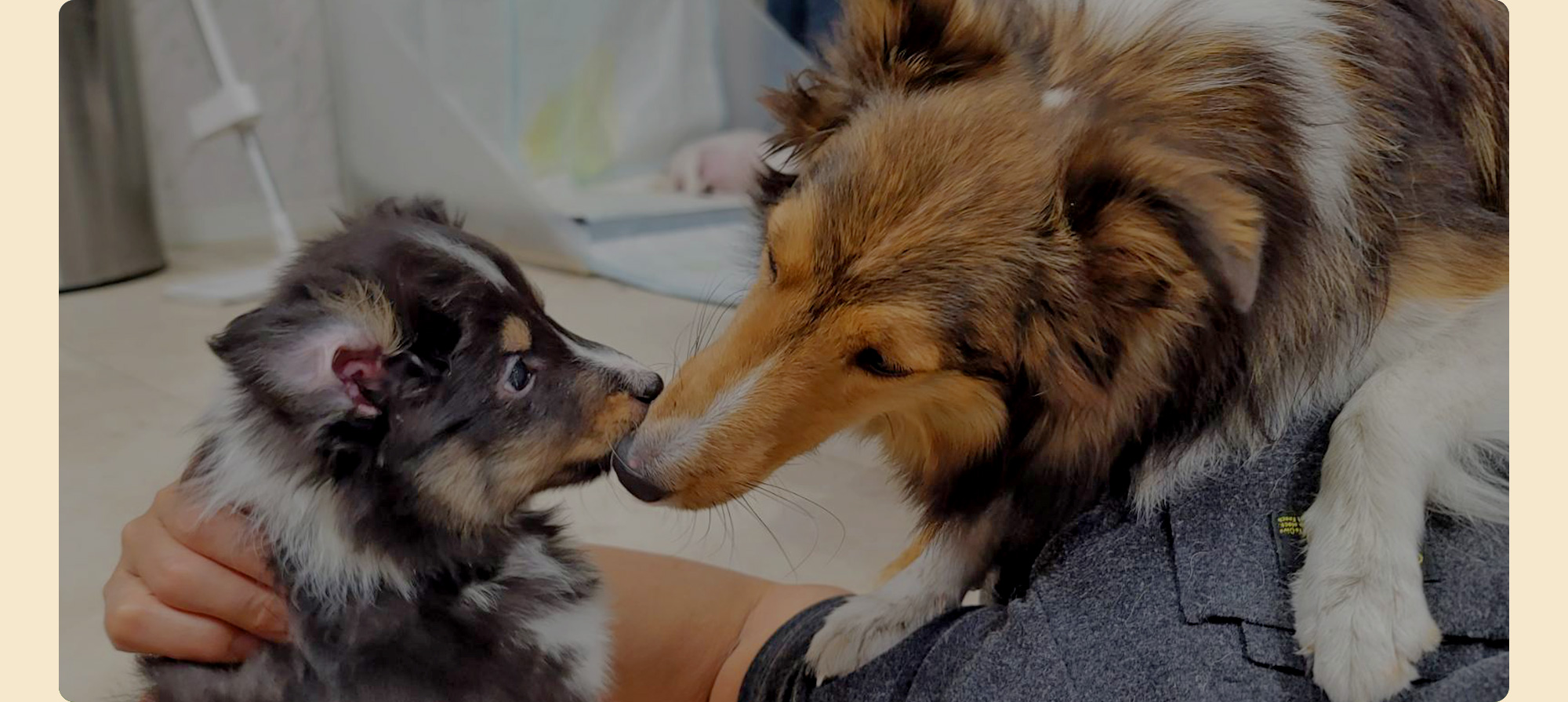 優しさに包まれて育ったわんちゃんたちと、新しい毎日を